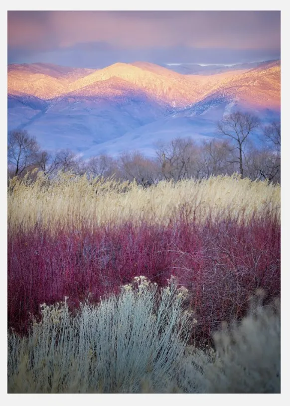Field Layers Canvastavla (30x40 cm)