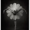 Floral Ballet Canvastavla (30x40 cm)