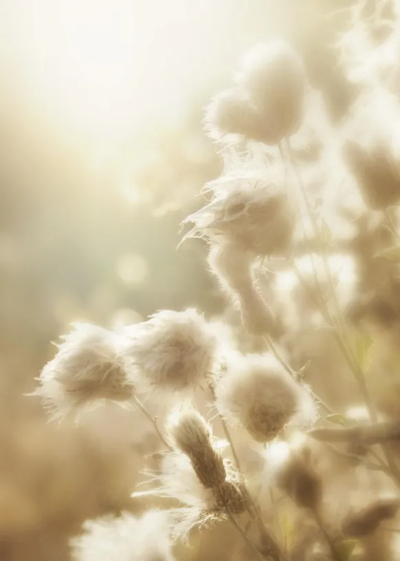 Fluffy flowers Poster (21x29.7 cm (A4))