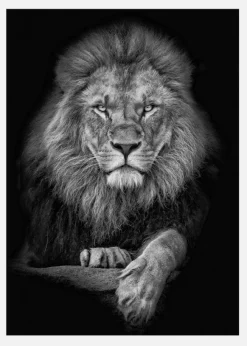 Focused Lion Canvastavla (30x40 cm)