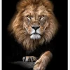 Focused Lion Color Canvastavla (30x40 cm)