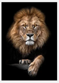 Focused Lion Color Canvastavla (30x40 cm)