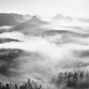 Foggy Forest Black & White I - 50x70 cm Poster