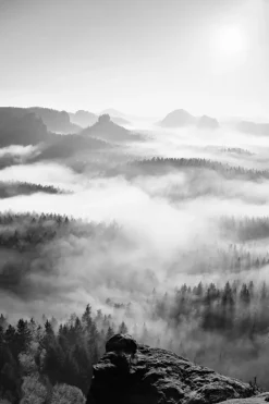 Foggy Forest Black & White I - 50x70 cm Poster