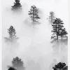 Fogy Forest Canvastavla (30x40 cm)