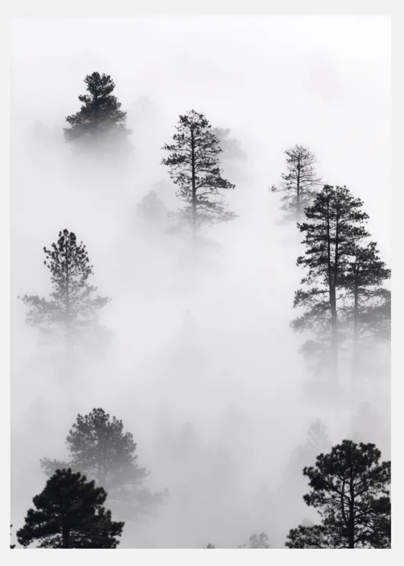 Fogy Forest Canvastavla (30x40 cm)