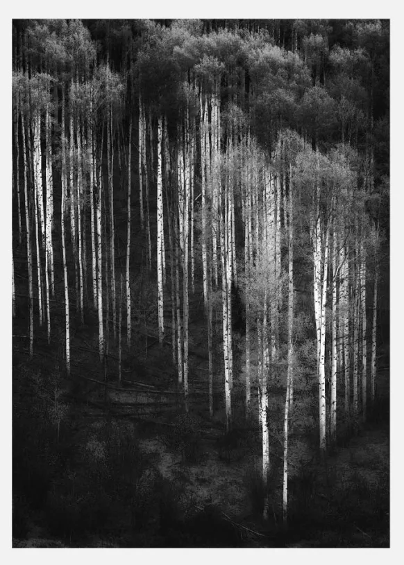 Forest Art Canvastavla (30x40 cm)
