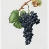 Grapes Canvastavla (30x40 cm)