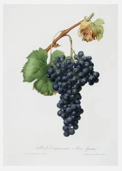 Grapes Canvastavla (30x40 cm)