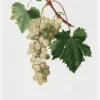 Grapes I Canvastavla (30x40 cm)
