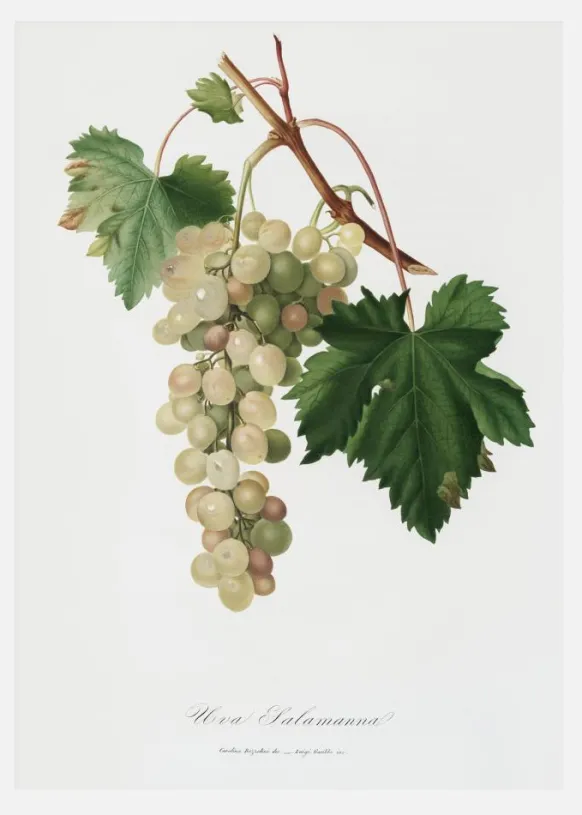Grapes I Canvastavla (30x40 cm)
