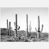 Grey Cactus Land Canvastavla (30x40 cm)