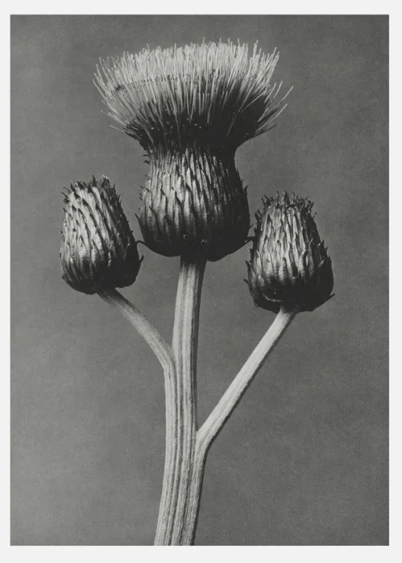 Grey Flower I Canvastavla (30x40 cm)