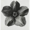 Grey Flower III Canvastavla (30x40 cm)