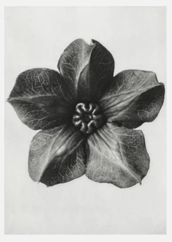 Grey Flower III Canvastavla (30x40 cm)