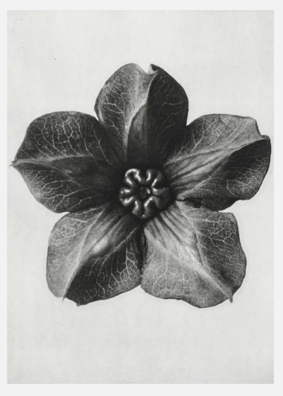 Grey Flower III Canvastavla (30x40 cm)