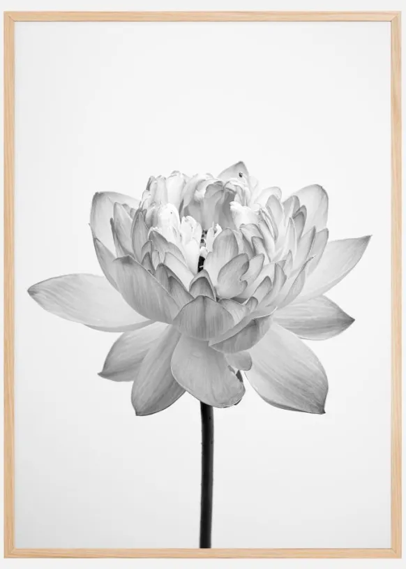 Grey flower Poster (21x29.7 cm (A4))