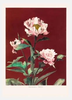 Habrdaceous Peony No2 Canvastavla (30x40 cm)