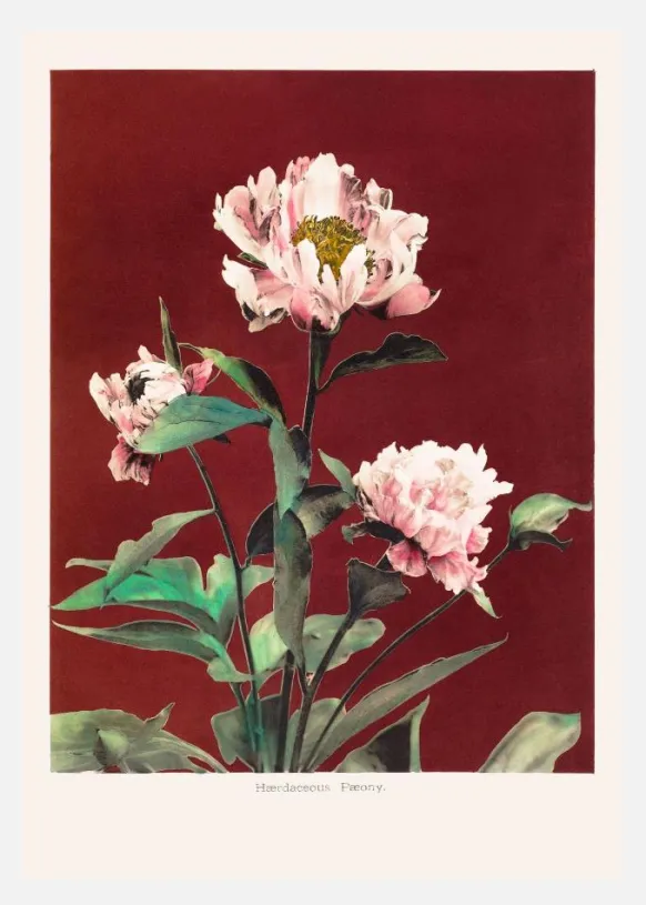 Habrdaceous Peony No2 Canvastavla (30x40 cm)