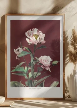 HAbrdaceous Peony no2 Poster (21x29.7 cm (A4))