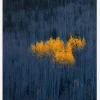 Heart Of Aspens Canvastavla (30x40 cm)