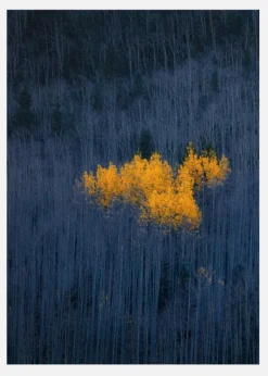 Heart Of Aspens Canvastavla (30x40 cm)