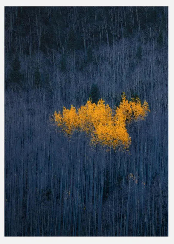 Heart Of Aspens Canvastavla (30x40 cm)