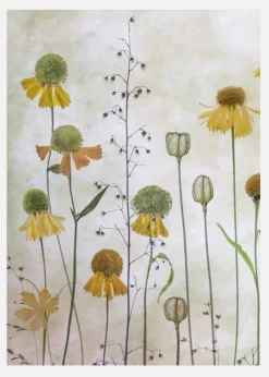 Helenium Canvastavla (30x40 cm)