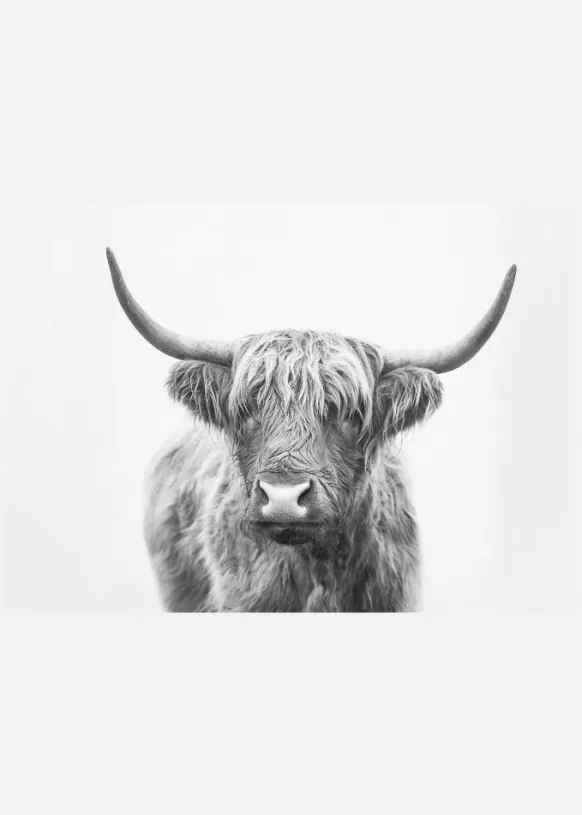 Highland Bull Canvastavla (30x40 cm)