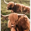 Highland Cattle Canvastavla (30x40 cm)
