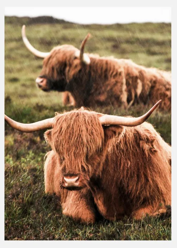 Highland Cattle Canvastavla (30x40 cm)
