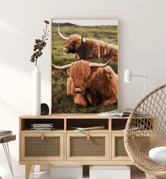 Highland Cattle Poster (21x29.7 cm (A4))