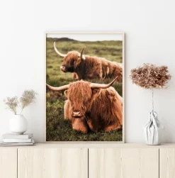 Highland Cattle Poster (21x29.7 cm (A4))