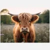 Highland Cow Canvastavla (30x40 cm)