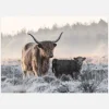 Highlander And Calf Canvastavla (30x40 cm)