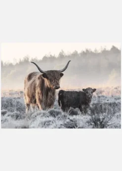Highlander And Calf Canvastavla (30x40 cm)