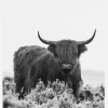 Highlander Bw Canvastavla (30x40 cm)