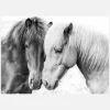Horse Love Canvastavla (30x40 cm)