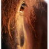 Horse Sunset Canvastavla (30x40 cm)