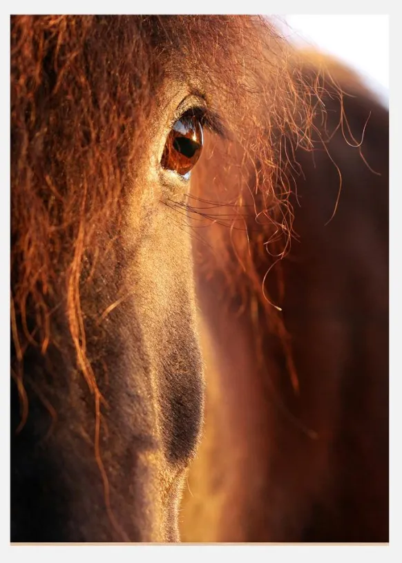 Horse Sunset Canvastavla (30x40 cm)