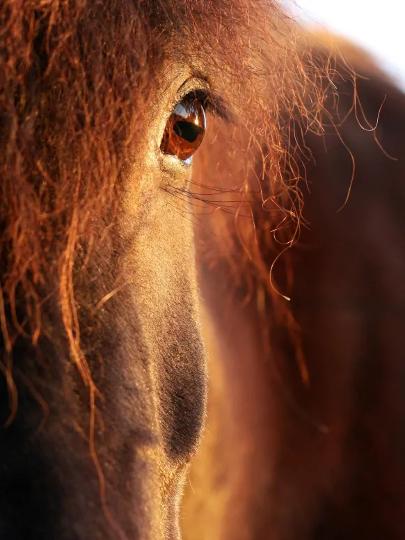 Horse sunset Poster (21x29.7 cm (A4))