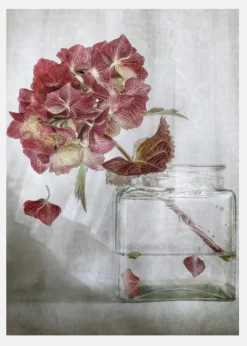 Hydrangea Canvastavla (30x40 cm)