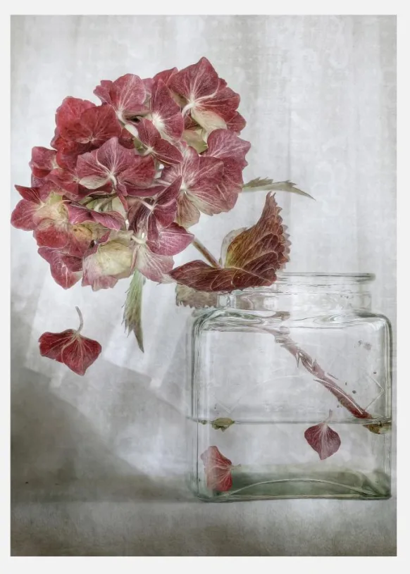 Hydrangea Canvastavla (30x40 cm)