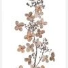 Hydrangea Paniculata Canvastavla (30x40 cm)