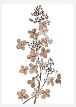 Hydrangea Paniculata Canvastavla (30x40 cm)