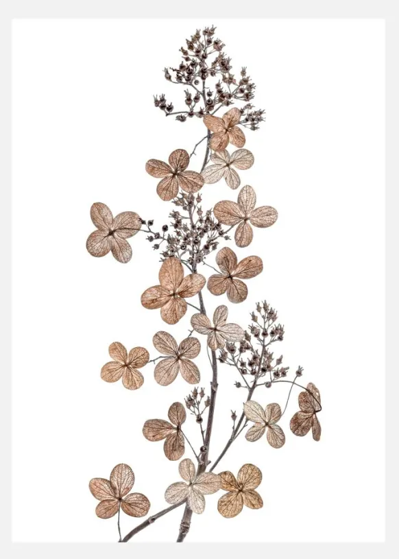 Hydrangea Paniculata Canvastavla (30x40 cm)