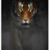 Intense Tiger Canvastavla (30x40 cm)