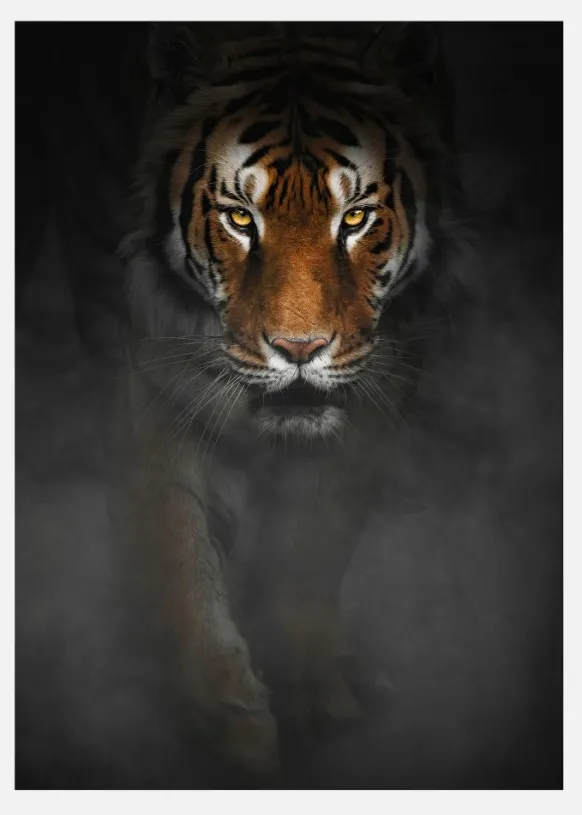 Intense Tiger Canvastavla (30x40 cm)