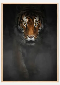 Intense Tiger Poster (21x29.7 cm (A4))