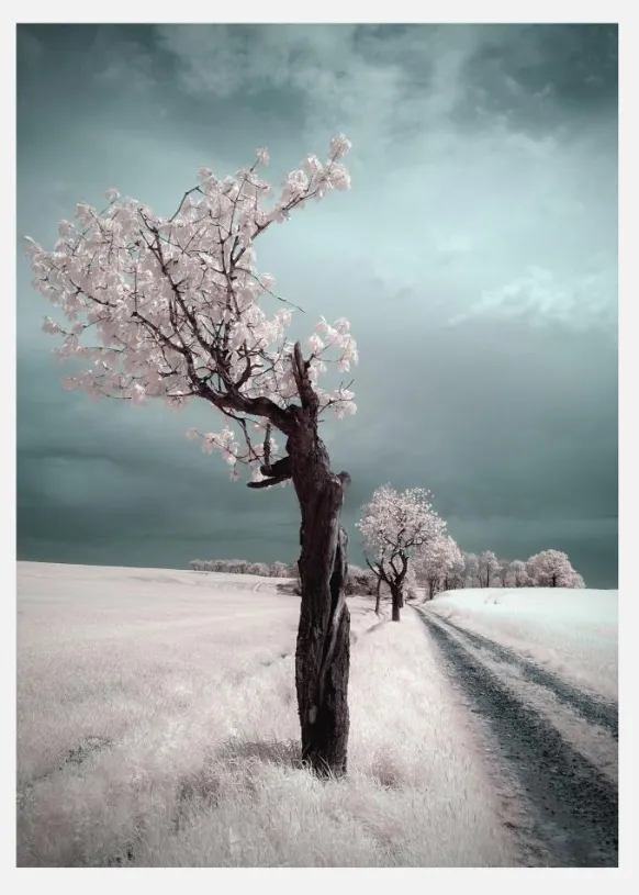 Irenka Canvastavla (30x40 cm)